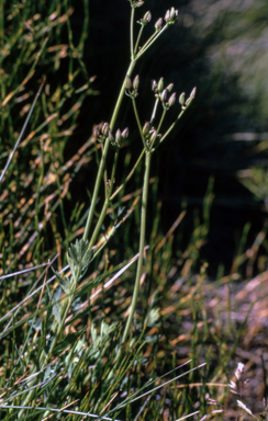 APII jpeg image of Gingidia algens  © contact APII