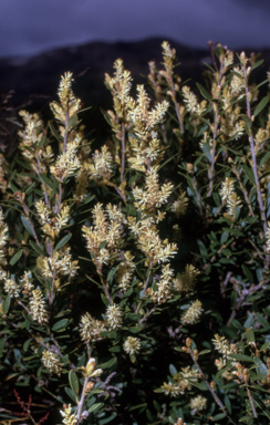 APII jpeg image of Orites lancifolia  © contact APII