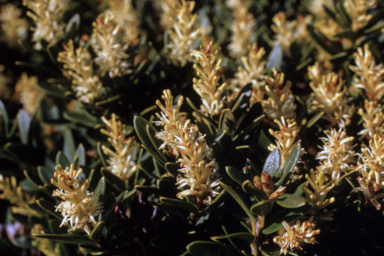 APII jpeg image of Orites lancifolia  © contact APII