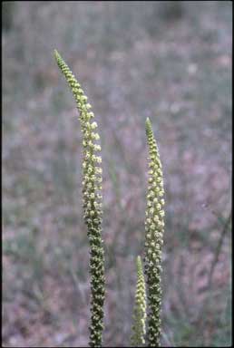 APII jpeg image of Reseda luteola  © contact APII