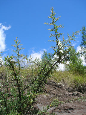 APII jpeg image of Pyracantha angustifolia  © contact APII