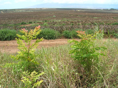 APII jpeg image of Koelreuteria elegans subsp. formosana  © contact APII