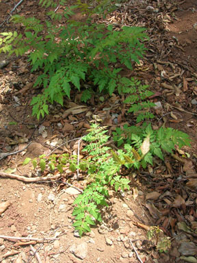 APII jpeg image of Koelreuteria elegans subsp. formosana  © contact APII