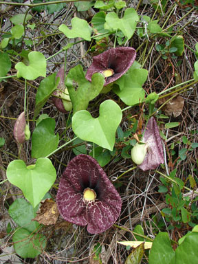 APII jpeg image of Aristolochia elegans  © contact APII