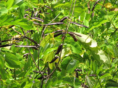 APII jpeg image of Senna alata  © contact APII