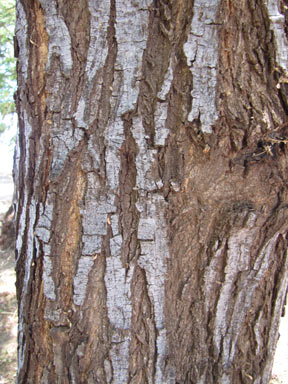 APII jpeg image of Pithecellobium dulce  © contact APII