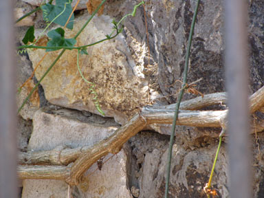 APII jpeg image of Coccinia grandis  © contact APII