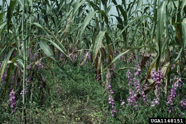 APII jpeg image of Striga hermonthica  © contact APII