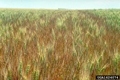 APII jpeg image of Aegilops cylindrica  © contact APII