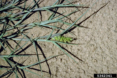 APII jpeg image of Cenchrus longispinus  © contact APII