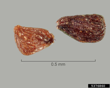 APII jpeg image of Striga gesnerioides  © contact APII