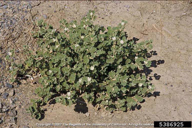 APII jpeg image of Malvella leprosa  © contact APII