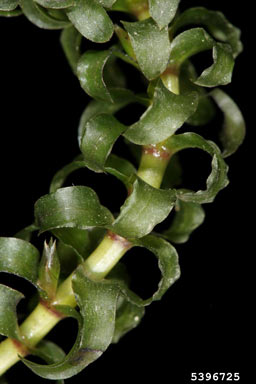 APII jpeg image of Elodea canadensis  © contact APII