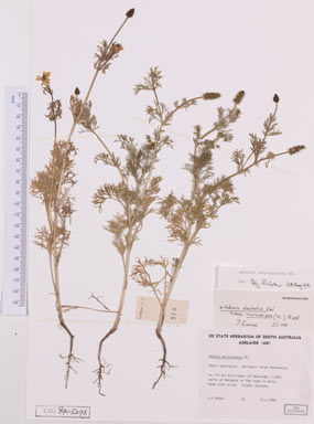 APII jpeg image of Adonis microcarpa  © contact APII