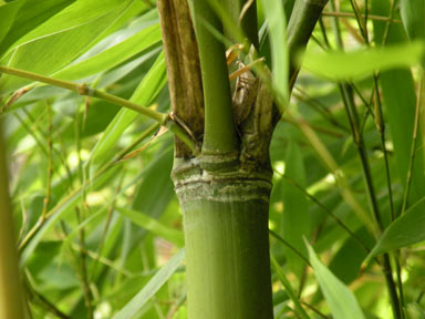 APII jpeg image of Arundinaria japonica  © contact APII