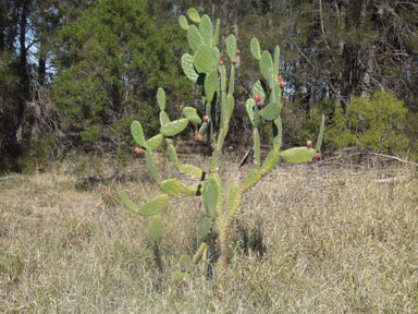 APII jpeg image of Opuntia tomentosa  © contact APII