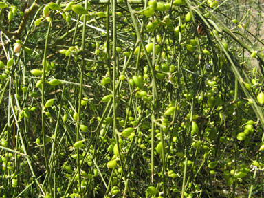 APII jpeg image of Retama raetam  © contact APII