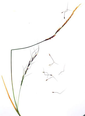 APII jpeg image of Nassella hyalina  © contact APII