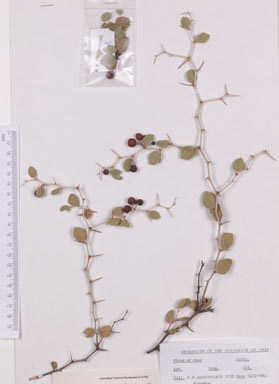 APII jpeg image of Ziziphus spina-christi  © contact APII