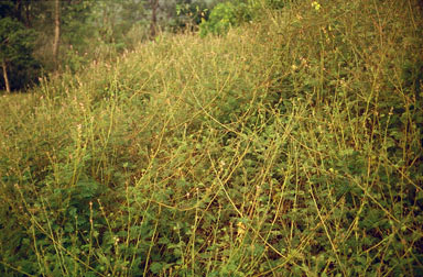 APII jpeg image of Mimosa diplotricha  © contact APII