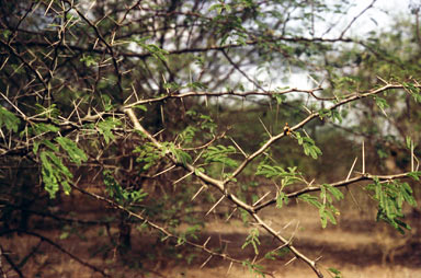 APII jpeg image of Vachellia nilotica  © contact APII