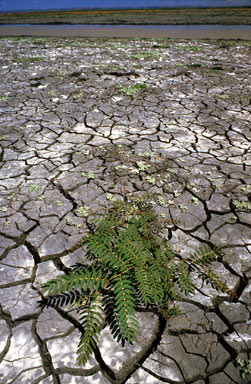 APII jpeg image of Mimosa pigra  © contact APII