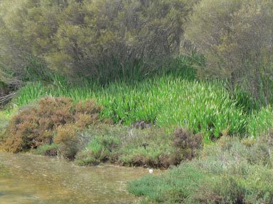 APII jpeg image of Watsonia sp.  © contact APII