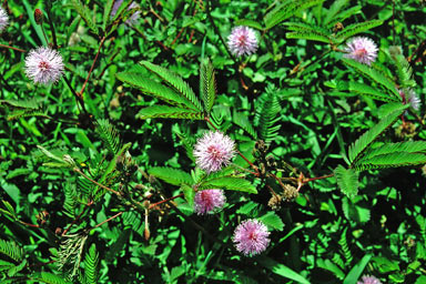 APII jpeg image of Mimosa pudica  © contact APII