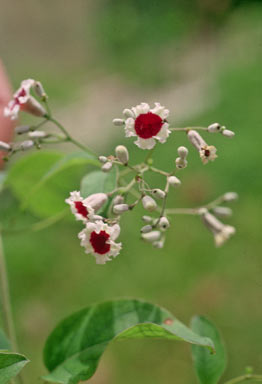 APII jpeg image of Paederia foetida  © contact APII