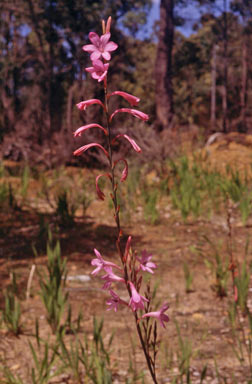 APII jpeg image of Watsonia meriana var. meriana  © contact APII