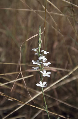 APII jpeg image of Buchnera linearis  © contact APII