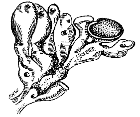 click for Bibbya story