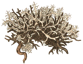 from Sowerby's Lichen leucomelos plate illustration