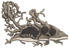 Gyrophora erosa: Sowerby illustration