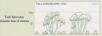 Tall Shrubland structure